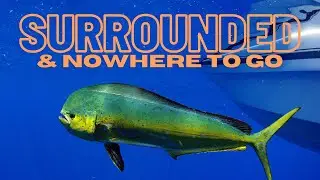 POINT LOMA SPORTFISHING/ NEW LO-AN