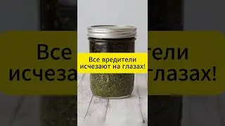 Лучшее средство от всех вредителей на участке.  