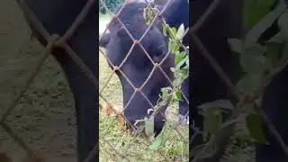 в деревне у бабушки