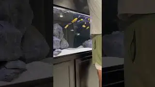 Feeding the 180 Gallon African Cichlid Tank!