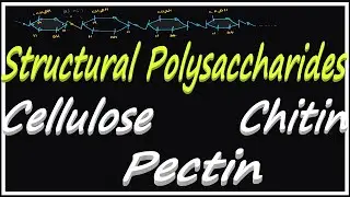 Structural Poly Saccharides | Cellulose | Chitin | Pectin | Homopolysaccharides | Polysaccharides