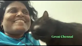 Persian cats 
