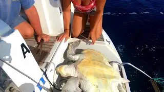 Беспомощные черепахи обречены после встречи с людьми. Но люди паразиты хотят спасти бедное животное