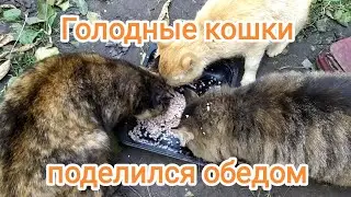 Поделился своим обедом с голодными кошками