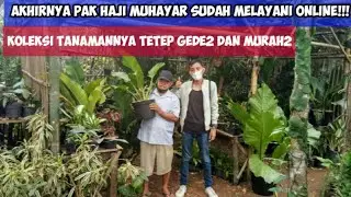 MURAH BGT!! STOK TERBARU TANAMANnya RIMBUN2 & JUMBO2!! LAPAK PAK HAJI MUHAYAR