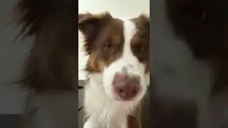 DAD ITS TIME TO WAKE UP #miniaustralianshepherd #dog #funny #puppy #cute #trending #comdey #dogdad
