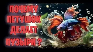 Почему петушки делают пузыри?
