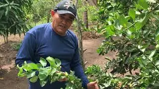 como ganhar dinheiro com o pé de limão