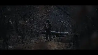 a rainy day in the forest