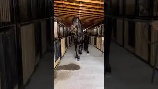CABALLO FRISON