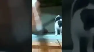 Cat got thrown #shorts