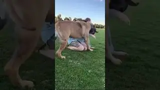 Big female Boerboel playing 