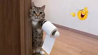 Impossible Not to Laugh 🤣😹 Funniest Cat Clips 2026
