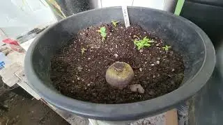 Winter Greenhouse (Pt. 2) Northern Climate Newfoundland Canada