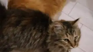 Четыре кота, мама кошка и одна собака. Вечерние посиделки семейства кошачьих.
