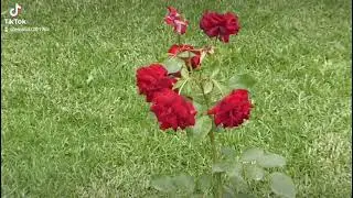 Les belles roses rouges du jardin d'essais El Hamma / Alger