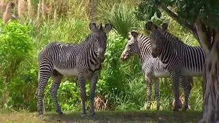 Zoocademy - Grevy's Zebra - Zoo Miami