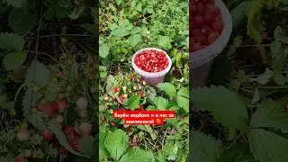 #лето #земляника #природа #ягоды #вкусно #полезно #дарыприроды #латвия #лес #лесные #влес #nature