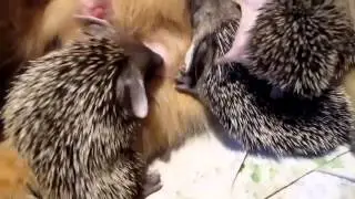 Мега прикол!! Кошка кормит маленьких ёжиков  Cat feeds small hedgehogs
