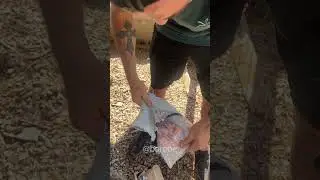 Capturamos uma galinha mutante 😱💪🏼🐔