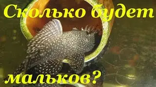 Development of Bristlenose Pleco eggs and larvae: Ancistrus cirrhosus