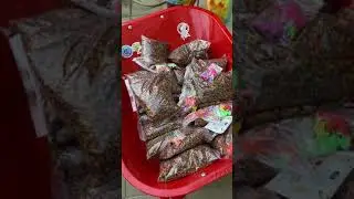 KOLAM RENANG BOBA BESAR RATUSAN JUTA!!