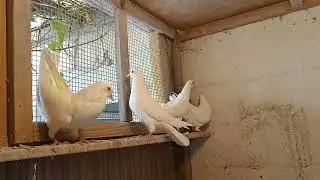 Baku pigeons from Pyotr Budyonnovsky in Germany