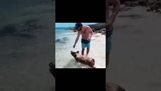 pig beach in the Bahamas #shorts #pigs #vacation
