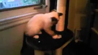 Cat Playing with a fur ball