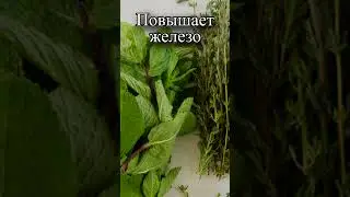 Какая трава повышает железо?
