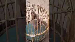 овози наркабки шикори 2022