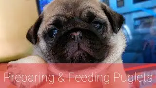 Preparing & Feeding Puglets