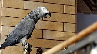 ✅ ВЫСМЕЯЛА КУДАХТАНЬЕ КУРИЦЫ🤣 ЖАКО ПЕТРУНЯ 🐦FUNNY PARROT ZHAKO PETRUNYA 🔥 (СУБТИТРЫ) 