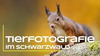 Wildlife photography in the Black Forest