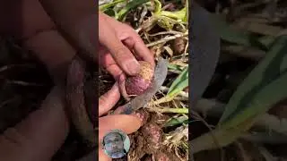 Easiest garlic to peel