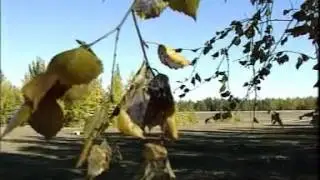 Таптыыбын