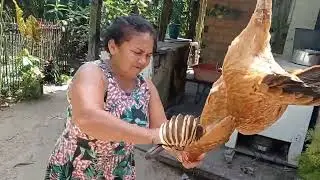 Degolando uma Galinha Caipira pro almoço