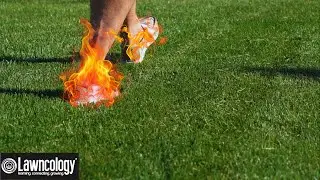 BACK to Lawn BASICS! NO MORE ELECTRIC LAWN EQUIPMENT