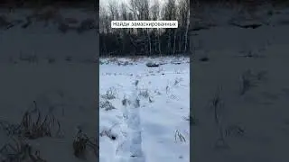 Найди тех кто спрятался 3 