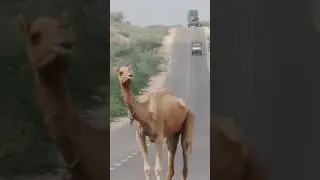 #camel #shorts #100million