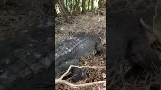 Animals in the wild are no joke, luckily I had @mattwrightau the pro with me  #crocodile #shorts