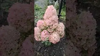 Гортензии Сандей Фрайз и другие.