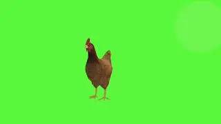 Hen Green Screen Video, मुर्गा Green  Green Screen!