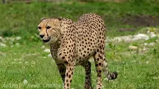 leopard sad or happy