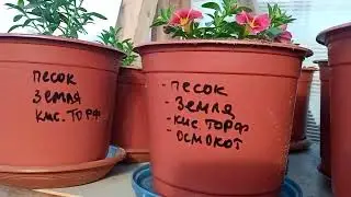 There's a week left before the seedlings are sold 🌸🌱🌺🌱🌸! There's a lot of work to do 🙃