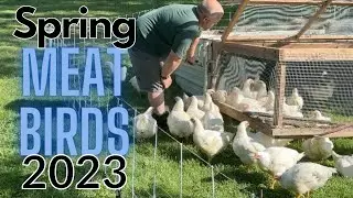 What is it like raising and butchering Cornish Cross chickens
