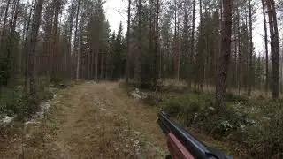 Hirvenmetsästys .vasansa jättänyt lehmä passin läpi