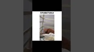 Кошмарный кот