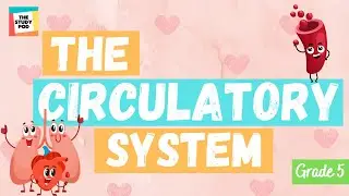 THE CIRCULATORY SYSTEM | SCIENCE | GRADE 5 | The Study Pod