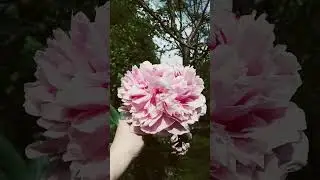 САРА БЕРНАР пион!
